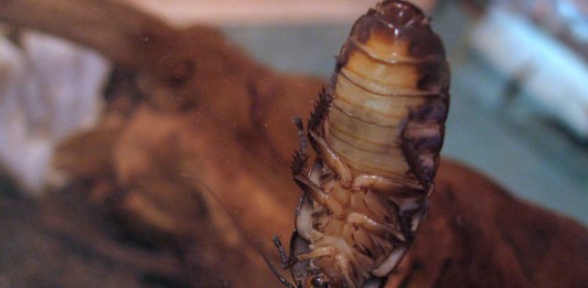 Los museos más extraños del mundo! (América)