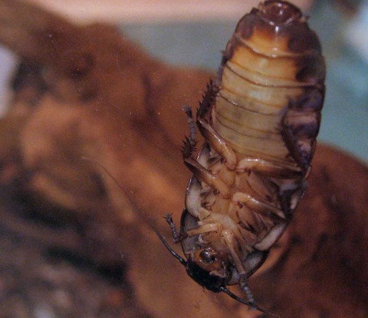 Los museos más extraños del mundo! (América)