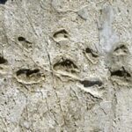 Huellas de Laetoli