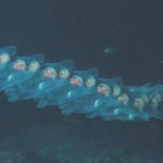 Animales alucinantes: la Salpa y la Rana topo