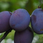 ciruelas-anticancerigenas