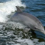 delfin