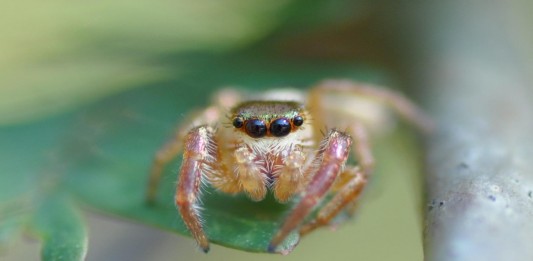 Bagheera kiplingi, la primera araña vegetariana Bagheera kiplingi, la primera araña vegetariana