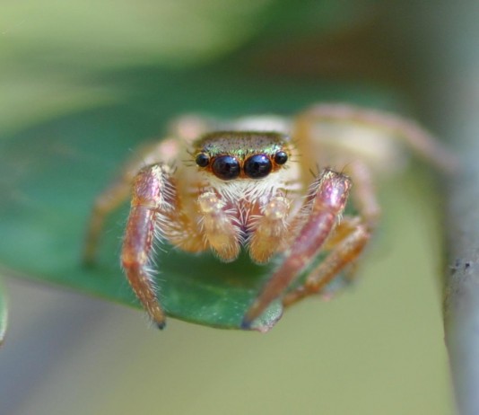 Bagheera kiplingi, la primera araña vegetariana