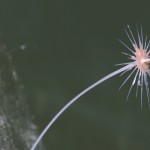 Esponjas carnívoras, una curiosa especie del océano