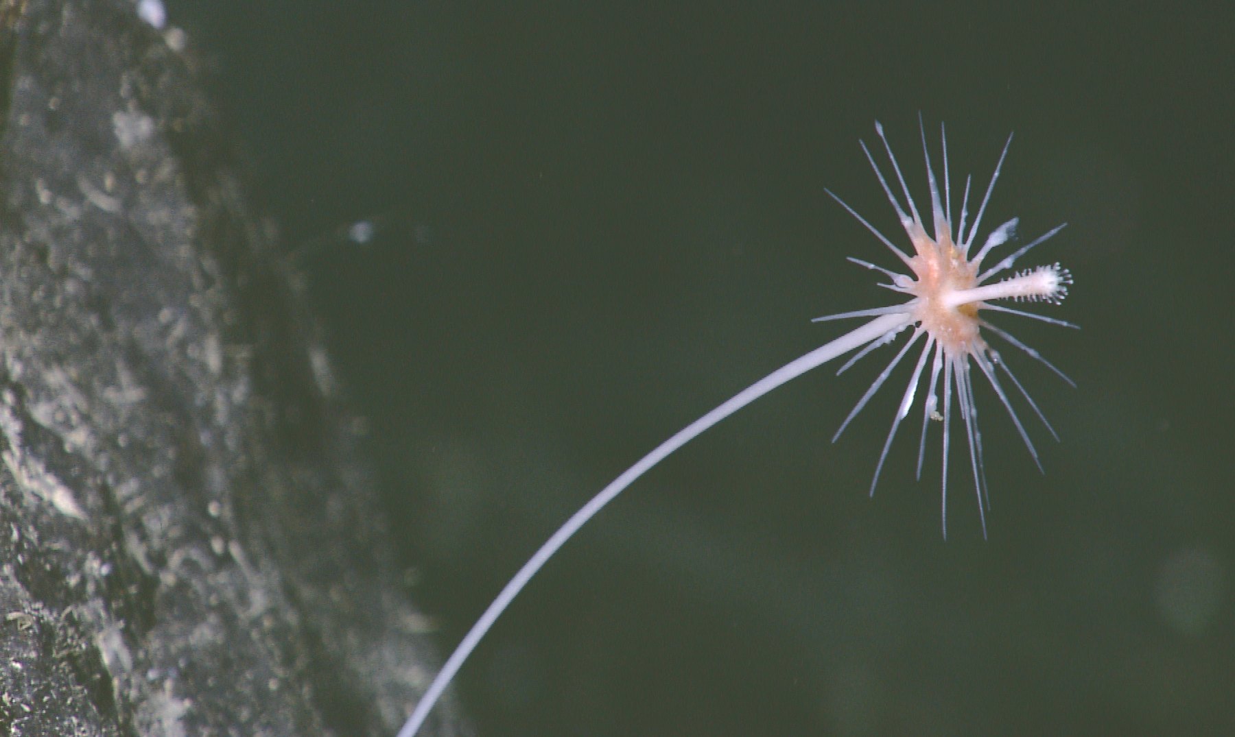 Esponjas carnívoras, una curiosa especie del océano