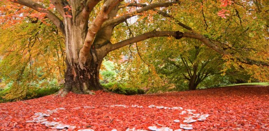 ¿Sabes qué son los «Anillos de hadas»? ¿Sabes qué son los "Anillos de hadas"?