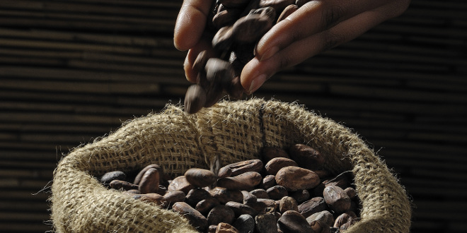 granos de cacao