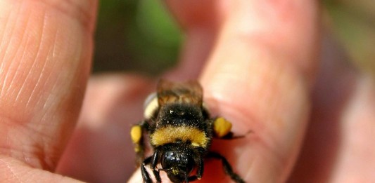 Veneno de abejas contra el VIH