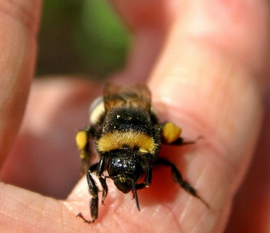 Veneno de abejas contra el VIH