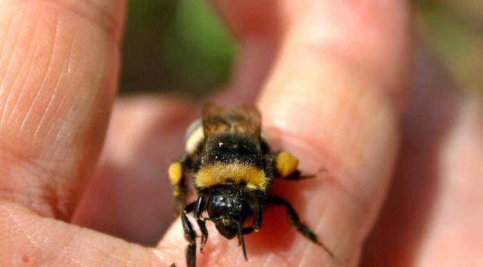 Veneno de abejas contra el VIH