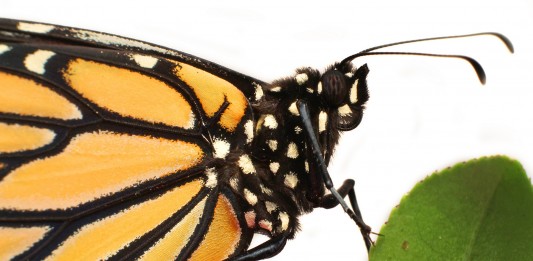 Las dos vidas de la mariposa monarca mariposa monarca portada