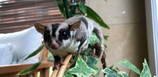 Las mascotas más raras del mundo | Animales curiosos y extraños mascotas mas raras