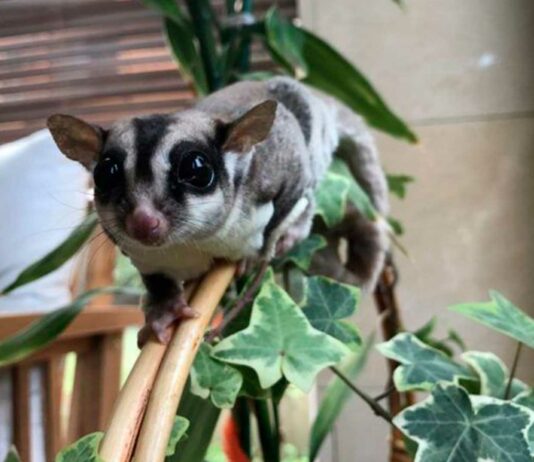 Las mascotas más raras del mundo | Animales curiosos y extraños mascotas mas raras