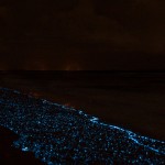 olas bioluminiscentes