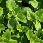 oregano-anticancerigeno