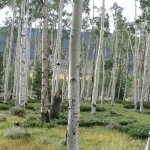 Pando, el ser vivo más grande y pesado del mundo