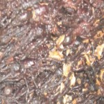 5 Comidas extrañas ¿Te atreves a probarlas? (Parte I)