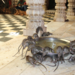 templo de las ratas India