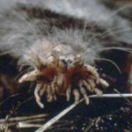 5 animales realmente raros