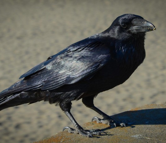 ¡No molestes a los cuervos! ¡Se quedan con tu cara! ¡No molestes a los cuervos! ¡Se quedan con tu cara!