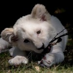 Leones blancos, mensajeros de la divinidad que debemos proteger