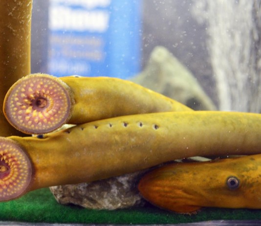 Lampreas, los vampiros del agua: ¡No aptas para miedosos! Lampreas, los vampiros del agua: ¡No aptas para miedosos!