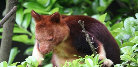 ¡Canguros que viven en los árboles! canguro de árbol