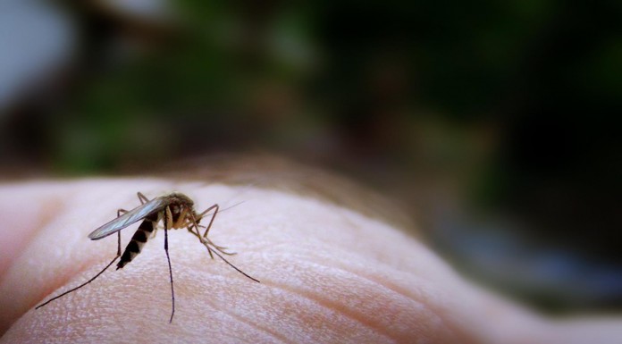 Son molestos, pero... ¿Qué pasaría si los mosquitos se extinguieran? ¡Aterrador!