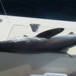tiburón de bolsillo