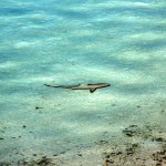 tiburón miniatura