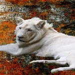 Leones blancos, mensajeros de la divinidad que debemos proteger