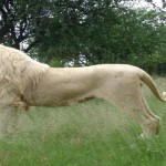 Leones blancos, mensajeros de la divinidad que debemos proteger