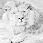 Leones blancos, mensajeros de la divinidad que debemos proteger