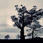 El «Árbol del Diablo», en New Jersey: ¡Escalofriante!