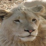 Leones blancos, mensajeros de la divinidad que debemos proteger