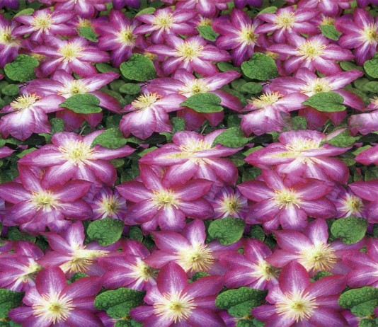 ¿Qué son los estereogramas? ¿Cómo puedo ver el efecto?