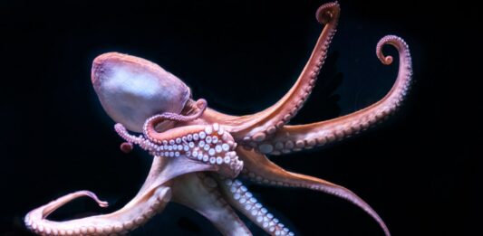 25 Curiosidades del Pulpo | Datos que te sorprenderán Curiosidades del pulpo