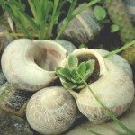 Caracoles