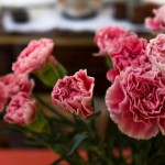 Claveles