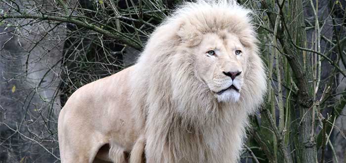 El León Blanco Africano. Una simbólica especie en extinción. 2 -  Supercurioso