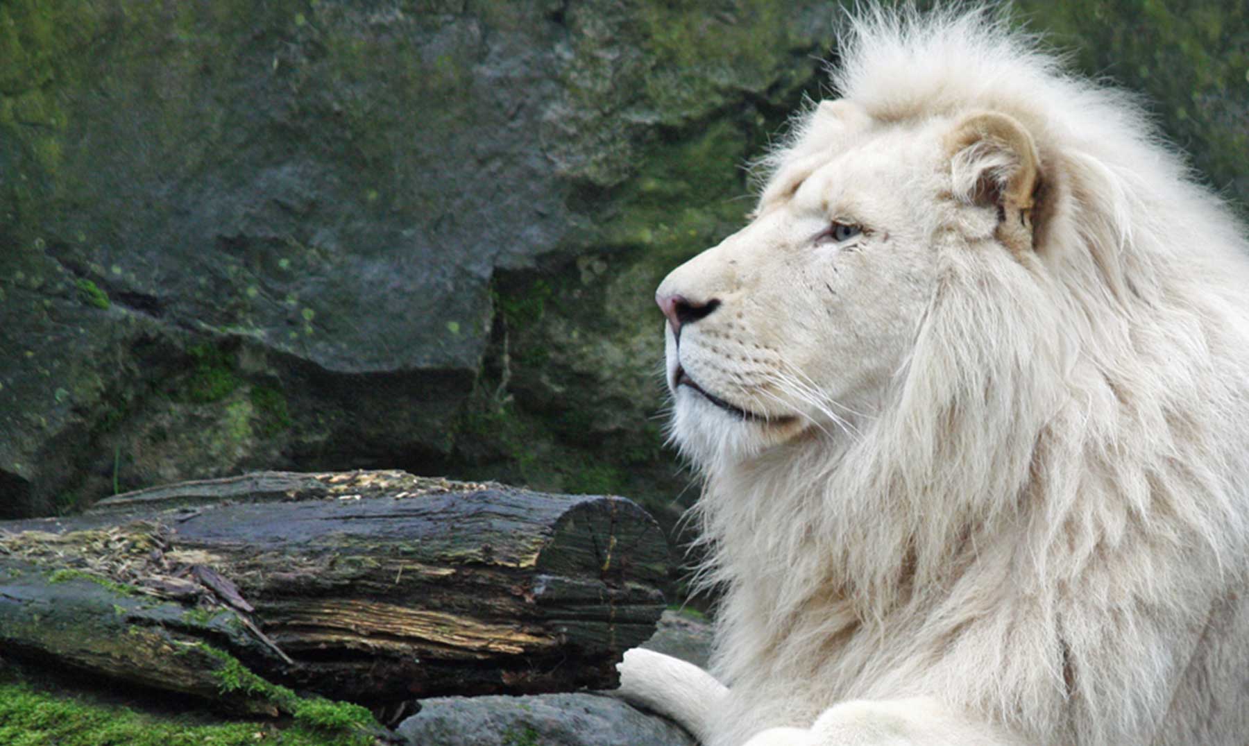 Top 37+ imagen leones blancos en mexico - Abzlocal.mx