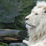 El león blanco africano | Una simbólica especie en extinción