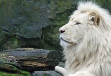 El león blanco africano | Una simbólica especie en extinción