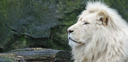 El león blanco africano | Una simbólica especie en extinción