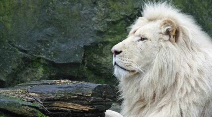 El león blanco africano | Una simbólica especie en extinción