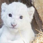 El León Blanco Africano. Una simbólica especie en extinción. 1