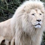 El León Blanco Africano. Una simbólica especie en extinción. 2