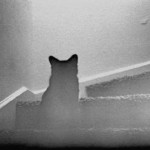 Gatos fantasma paranormales