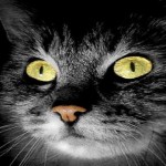 Gatos fantasma paranormales
